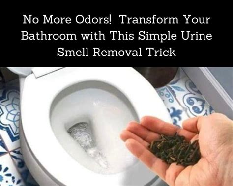 No More Odors! Transform Your Bathroom with This Simple Urine Smell Removal Trick - DIY Home Wizard