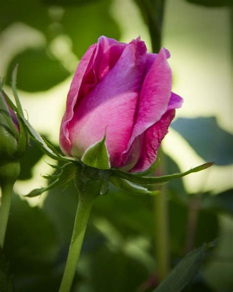 Pink Rose Budding | Beautiful rose flowers, Rose buds, Rose