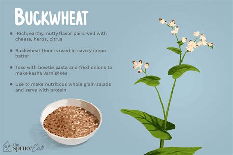 What Is Buckwheat?