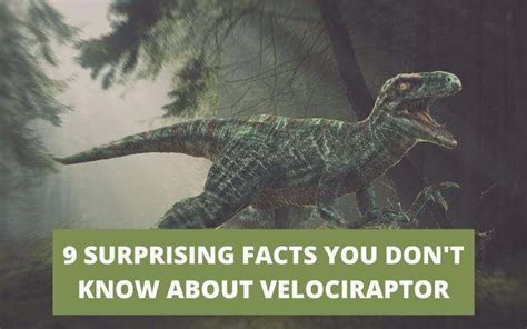 9 SURPRISING FACTS YOU MIGHT NOT KNOW ABOUT VELOCIRAPTOR