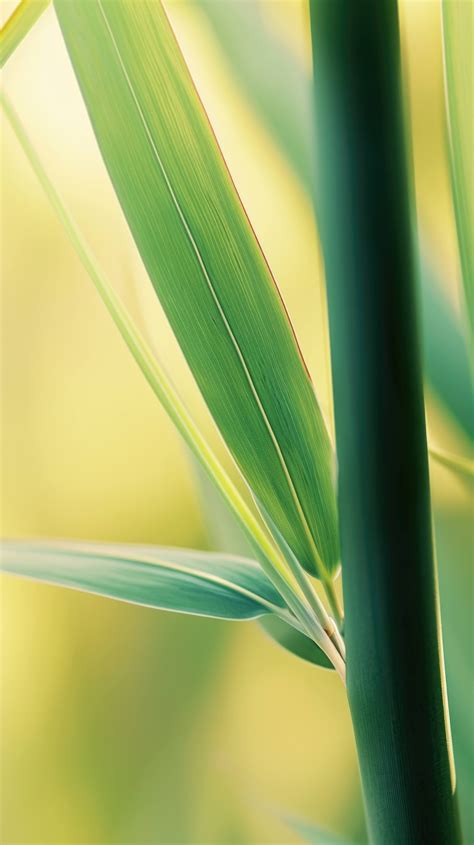 green bamboo leaves, bamboo background, peaceful nature, zen wallpaper ...