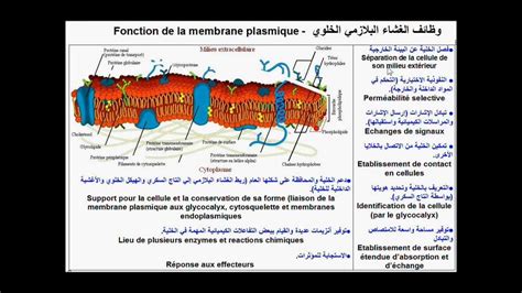 Cellule et membrane plasmique -الخلية والغشاء البلاسمي - YouTube