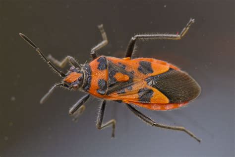 Corizus hyoscyami an orange and black bug insect | Known to … | Flickr