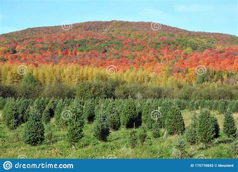 Fall Landscape Quebec Province Stock Photo - Image of environment ...