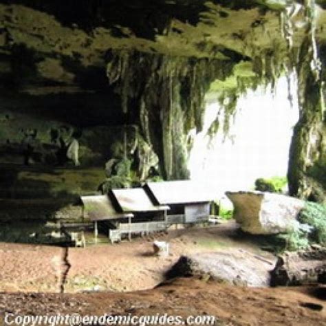 Gua Niah National Park, Sarawak | EndemicGuides