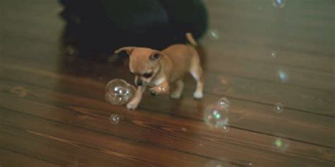A Chihuahua Chasing Bubbles In Slow Motion. That's All | Cute chihuahua, Chihuahua, Chihuahua ...