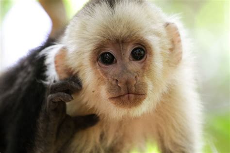 Capuchin Monkey – Caps for Sale