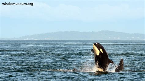 Orca Breaching Background | The Whale Museum