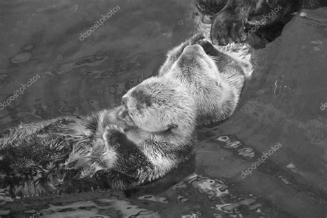 Portugal Lisbon Lisbon Oceanarium Sea Otter - Stock Photo , #AFFILIATE ...