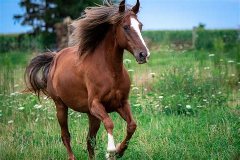 Rocky Mountain Horse Breed Profile - Helpful Horse Hints