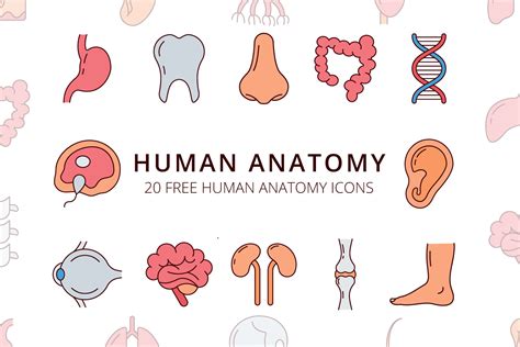 Human Anatomy Vector Free Icon Set - GraphicSurf.com