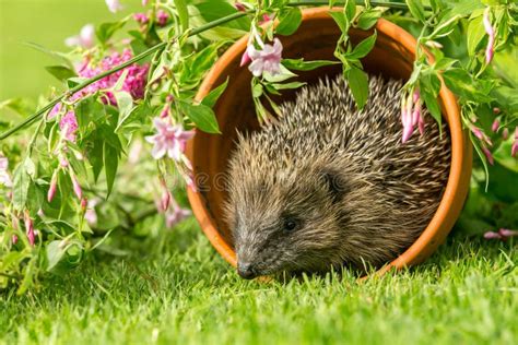 Hedgehog. Young Hedgehog in Natural Stock Image - Image of mammal ...