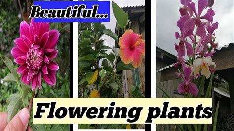 HALAMANG NAMUMULAKLAK AT PANGALAN NITO// DIFFERENT KINDS OF FLOWERING PLANTS WITH THEIR NAMES ...