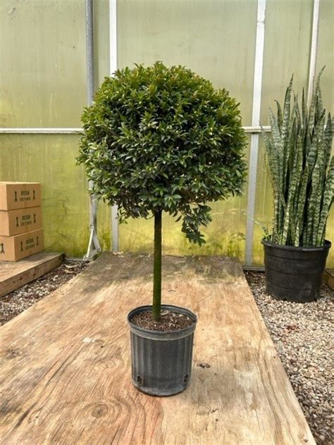 10″ Eugenia Topiary 1 ball 36″ – Tri State Foliage In-House Availability