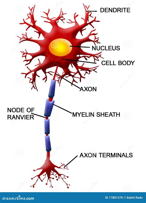 Cellule de neurone illustration de vecteur. Illustration du rendez - 17881370