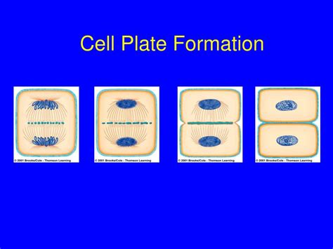 PPT - Cell Division and Mitosis PowerPoint Presentation, free download - ID:5784416