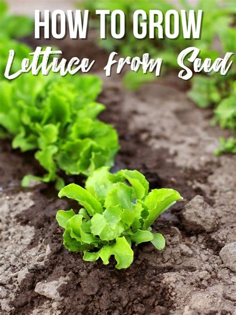 How to Grow Lettuce from Seed - growhappierplants.com