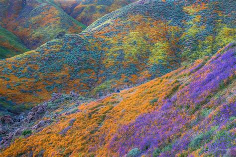 Breathtaking Photos Of California’s Super Bloom