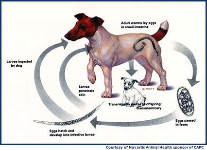 Cutaneous larva migrans in dogs