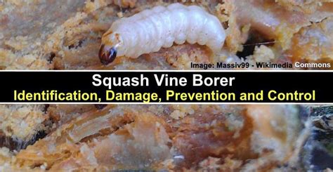 Squash Vine Borer: Identification, Damage, Prevention and Control (Pictures)