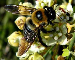 Carpenter Bee Exterminator - Milwaukee, WI