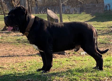 North American Mastiff - Complete Breed Guide for 2024