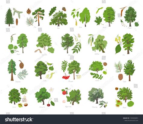 Types Of Indian Trees With Names