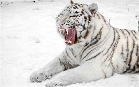 7 Facts About White Tigers | Snow tiger, Pet tiger, White tiger