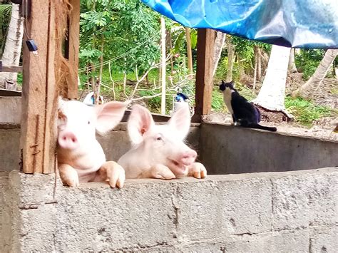 Pig farming 1 – University of the Philippines