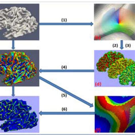 Multi-scale description of cortical folding patterns. (a): micro-scale... | Download Scientific ...