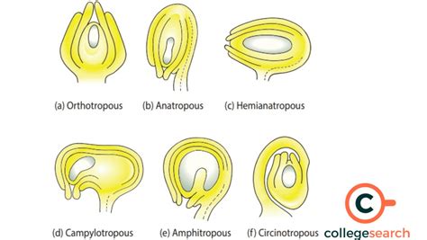 Megasporangium: Definitions, Angiosperms, Functions, Types, Structure, and Megasporogenesis ...