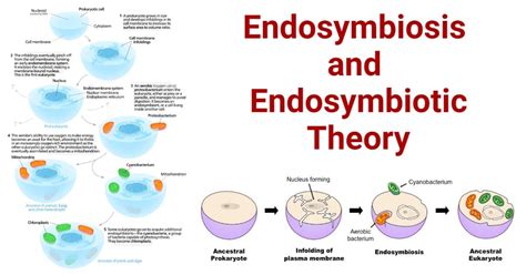 Endosymbiosis- Definition, 5 Examples, Theory, Significances