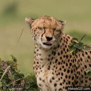 Funny Cheetah on Make a GIF