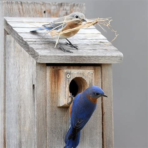 Eastern Bluebird — The Wood Thrush Shop