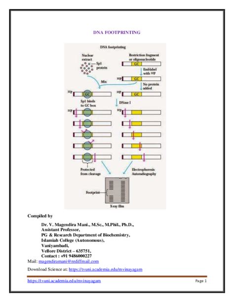 (PDF) DNA FOOTPRINTING Compiled by | magendira mani vinayagam - Academia.edu