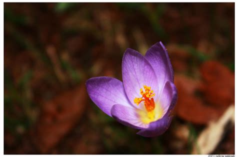 Saffron flower by maldonadoga on DeviantArt