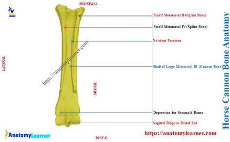 Where is the Cannon Bone on a Horse? » AnatomyLearner >> Veterinary ...