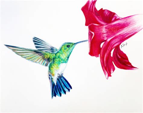 Hummingbird Drawing In Pencil at GetDrawings | Free download
