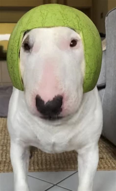 Does watermelon Walter go crazy let me know : r/walterlore