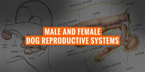 Male & Female Dog Reproductive Systems — Organs and Hormones