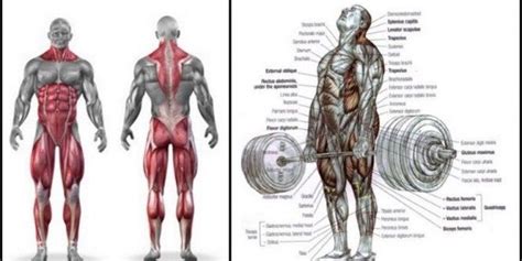 THE ROMANIAN DEADLIFT | Deadlift variations, Deadlift, Best leg workout