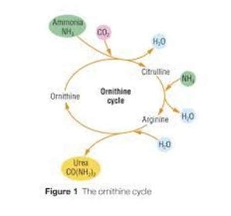 A2 OCR Biology, Excretion - Revision Cards in A Level and IB Biology