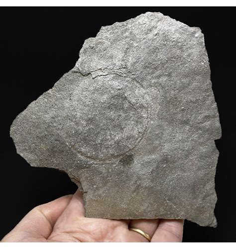 Fossils For Sale | Fossils-UK.com | Early Life! One of the Oldest Fossils Ever! Rare Ediacaran ...