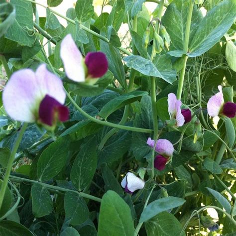 Austrian Winter Peas Cover Crop Seeds