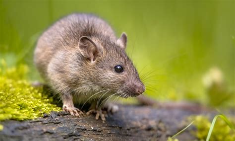 Norway Rat: An Adaptable Rodent Found All Over The World - Life in Norway