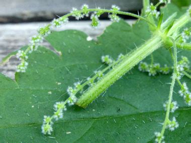 Stinging Nettle: Pictures, Flowers, Leaves & Identification | Urtica dioica