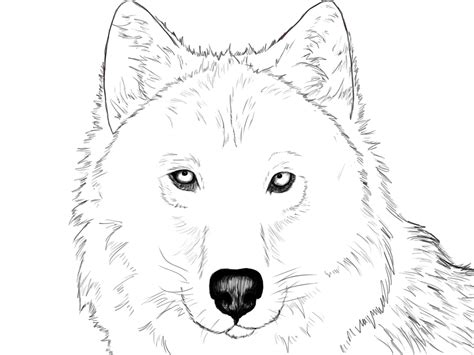 Wolves Howling Drawing at GetDrawings | Free download