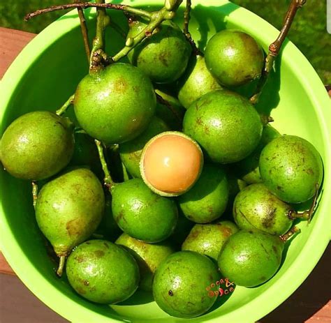 quenepas💚 | Jamaican recipes, Visit jamaica, Food