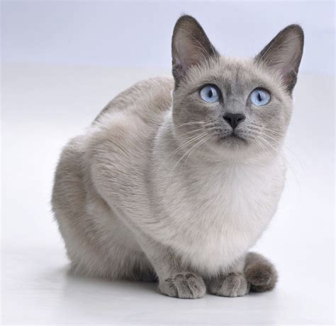 White Siamese Cat Breeds - Pets Lovers