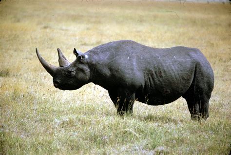 AJ Endangered Animals: Black Rhino